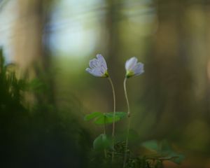 Preview wallpaper oxalis, petals, flowers, blur