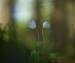 Preview wallpaper oxalis, petals, flowers, blur