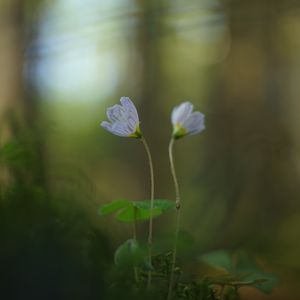 Preview wallpaper oxalis, petals, flowers, blur