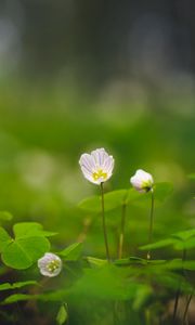 Preview wallpaper oxalis, petals, flowers leaves, blur