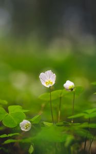 Preview wallpaper oxalis, petals, flowers leaves, blur