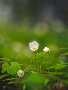 Preview wallpaper oxalis, petals, flowers leaves, blur