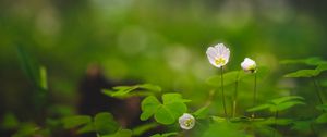 Preview wallpaper oxalis, petals, flowers leaves, blur