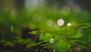 Preview wallpaper oxalis, petals, flowers leaves, blur