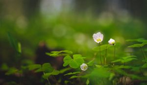 Preview wallpaper oxalis, petals, flowers leaves, blur