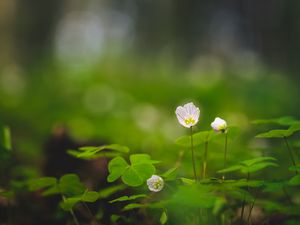 Preview wallpaper oxalis, petals, flowers leaves, blur