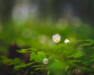 Preview wallpaper oxalis, petals, flowers leaves, blur