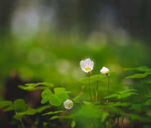 Preview wallpaper oxalis, petals, flowers leaves, blur