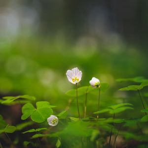 Preview wallpaper oxalis, petals, flowers leaves, blur