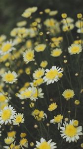 Preview wallpaper oxeye daisy, chamomile, flowers, field, yellow, white, blur