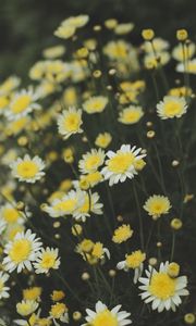 Preview wallpaper oxeye daisy, chamomile, flowers, field, yellow, white, blur