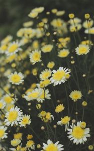 Preview wallpaper oxeye daisy, chamomile, flowers, field, yellow, white, blur