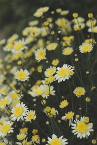 Preview wallpaper oxeye daisy, chamomile, flowers, field, yellow, white, blur