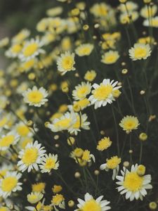 Preview wallpaper oxeye daisy, chamomile, flowers, field, yellow, white, blur