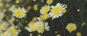 Preview wallpaper oxeye daisy, chamomile, flowers, field, yellow, white, blur