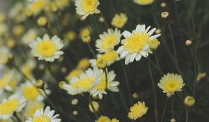 Preview wallpaper oxeye daisy, chamomile, flowers, field, yellow, white, blur