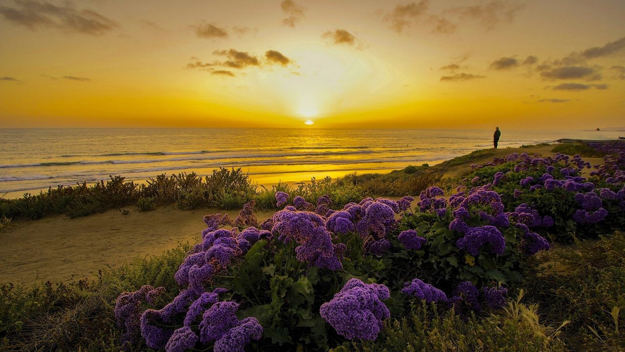 Wallpaper pacific ocean, california, sunset, beach, flowers