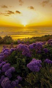 Preview wallpaper pacific ocean, california, sunset, beach, flowers