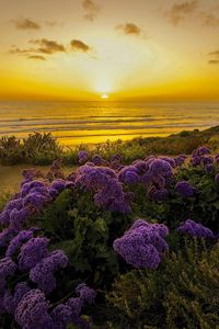 Preview wallpaper pacific ocean, california, sunset, beach, flowers