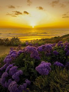 Preview wallpaper pacific ocean, california, sunset, beach, flowers