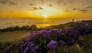 Preview wallpaper pacific ocean, california, sunset, beach, flowers