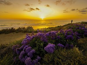 Preview wallpaper pacific ocean, california, sunset, beach, flowers