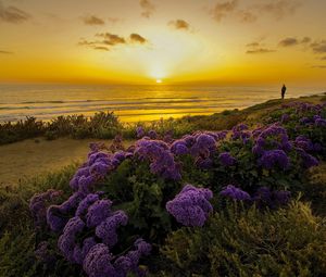 Preview wallpaper pacific ocean, california, sunset, beach, flowers