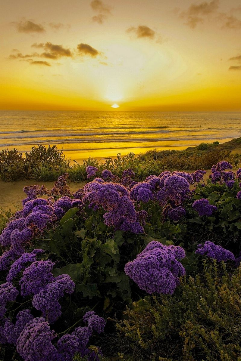 HD beautiful sunset in california wallpapers  Peakpx