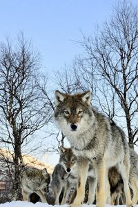 Preview wallpaper pack of wolves, winter morning, wolf