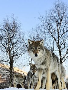 Preview wallpaper pack of wolves, winter morning, wolf