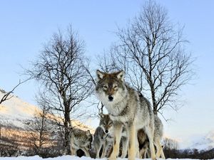 Preview wallpaper pack of wolves, winter morning, wolf