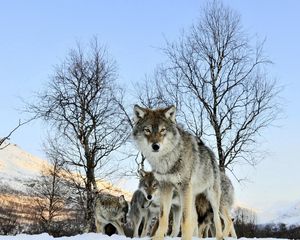 Preview wallpaper pack of wolves, winter morning, wolf