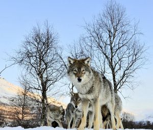 Preview wallpaper pack of wolves, winter morning, wolf