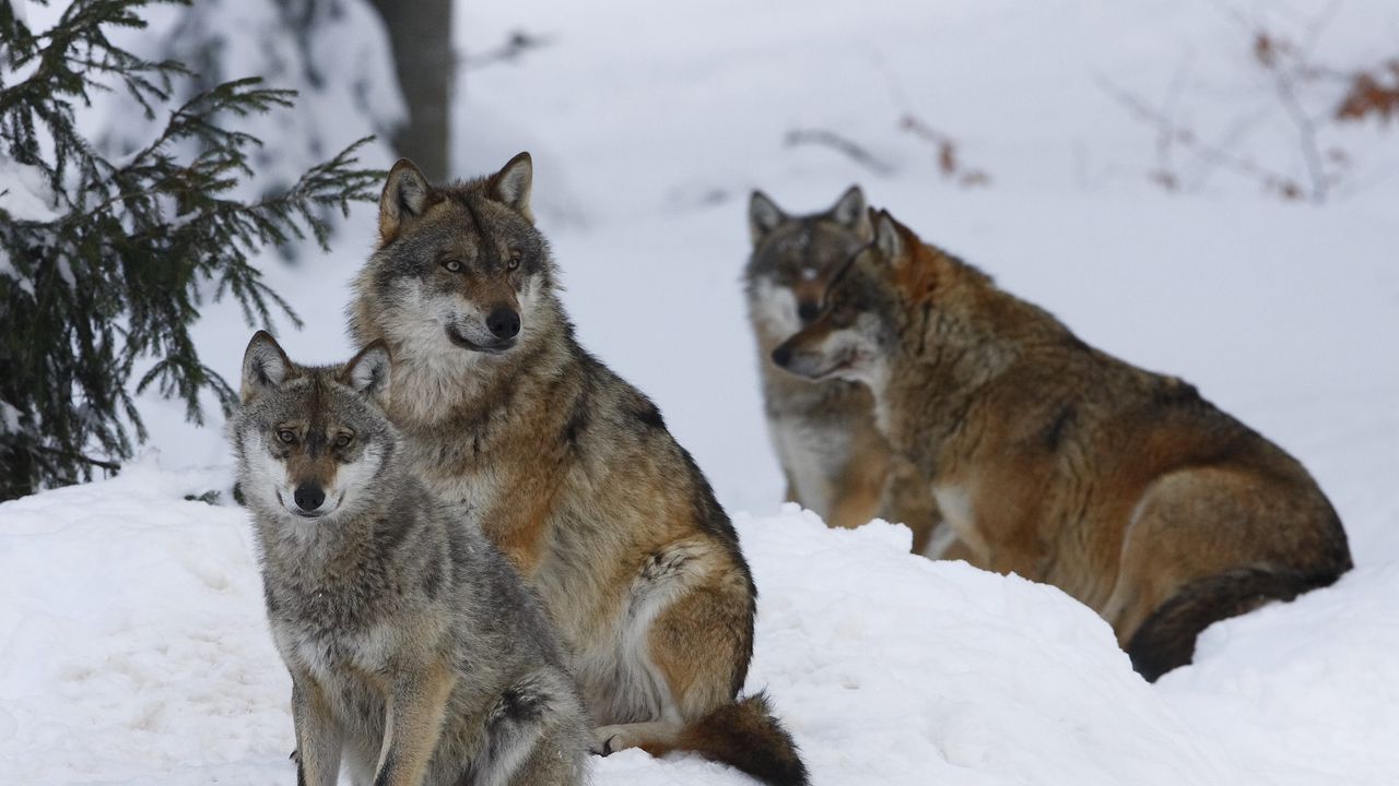 Wallpaper pack, wolves, winter, snow, forest