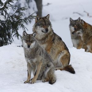 Preview wallpaper pack, wolves, winter, snow, forest