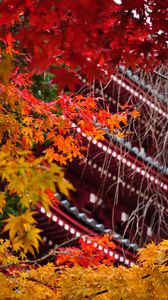 Preview wallpaper pagoda, architecture, tree, leaves, autumn