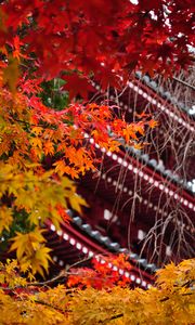 Preview wallpaper pagoda, architecture, tree, leaves, autumn