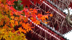 Preview wallpaper pagoda, architecture, tree, leaves, autumn