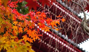 Preview wallpaper pagoda, architecture, tree, leaves, autumn