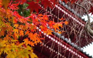 Preview wallpaper pagoda, architecture, tree, leaves, autumn