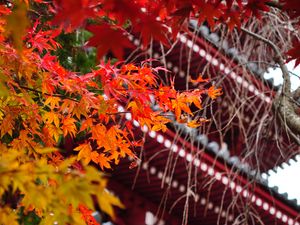 Preview wallpaper pagoda, architecture, tree, leaves, autumn