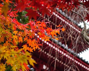 Preview wallpaper pagoda, architecture, tree, leaves, autumn