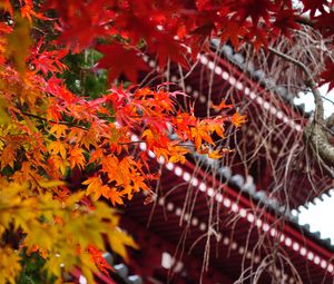 Preview wallpaper pagoda, architecture, tree, leaves, autumn