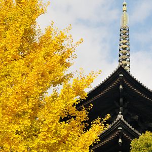 Preview wallpaper pagoda, building, japan, autumn, architecture