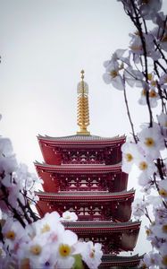 Preview wallpaper pagoda, building, sakura, temple, flowers