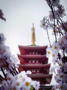 Preview wallpaper pagoda, building, sakura, temple, flowers