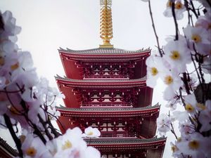 Preview wallpaper pagoda, building, sakura, temple, flowers