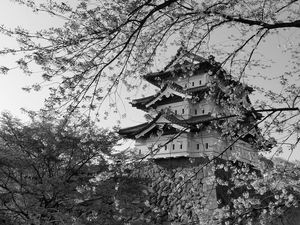 Preview wallpaper pagoda, sakura, spring, black and white, aesthetics