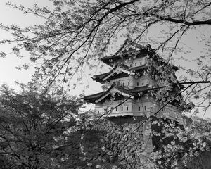 Preview wallpaper pagoda, sakura, spring, black and white, aesthetics