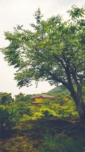 Preview wallpaper pagoda, temple, building, trees, nature